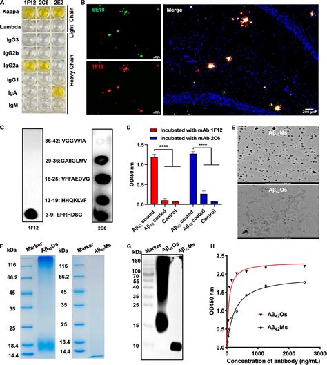 mouse amyloid beta 42